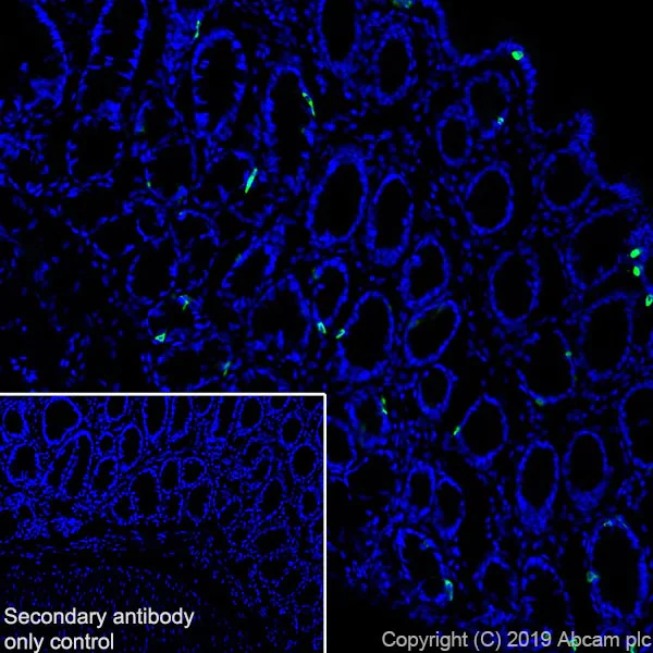 Immunohistochemistry (Frozen sections) - Anti-Chromogranin A antibody [EPR22537-249] - BSA and Azide free (AB256169)