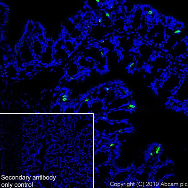 Immunohistochemistry (Frozen sections) - Anti-Chromogranin A antibody [EPR22537-249] - BSA and Azide free (AB256169)