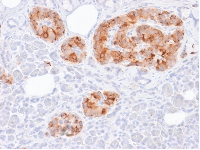 Immunohistochemistry (Formalin/PFA-fixed paraffin-embedded sections) - Anti-Chromogranin A antibody [rCHGA/413] - BSA and Azide free (AB237819), expandable thumbnail