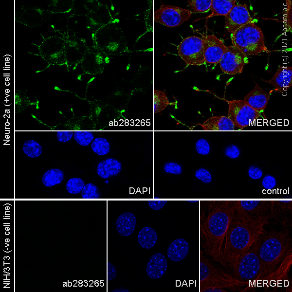Immunocytochemistry/ Immunofluorescence - Anti-Chromogranin A antibody [RM1025] (ab283265), expandable thumbnail