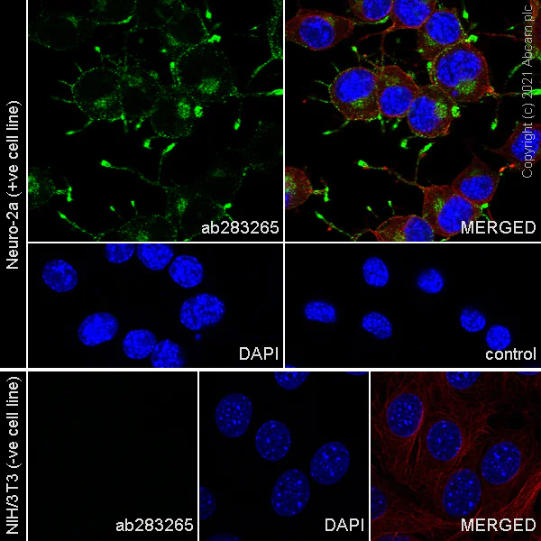 Immunocytochemistry/ Immunofluorescence - Anti-Chromogranin A antibody [RM1025] (AB283265)