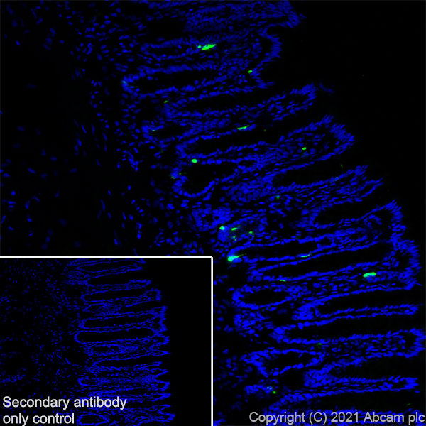 Immunohistochemistry (Frozen sections) - Anti-Chromogranin A antibody [RM1025] (ab283265), expandable thumbnail