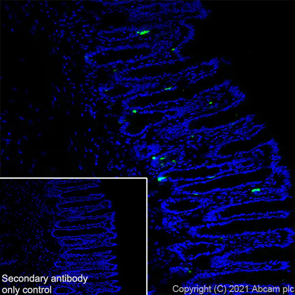Immunohistochemistry (Frozen sections) - Anti-Chromogranin A antibody [RM1025] (AB283265)