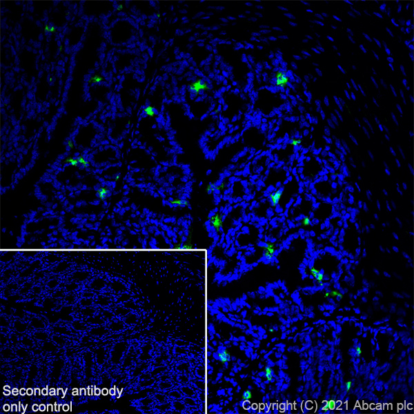 Immunohistochemistry (Frozen sections) - Anti-Chromogranin A antibody [RM1025] (ab283265), expandable thumbnail