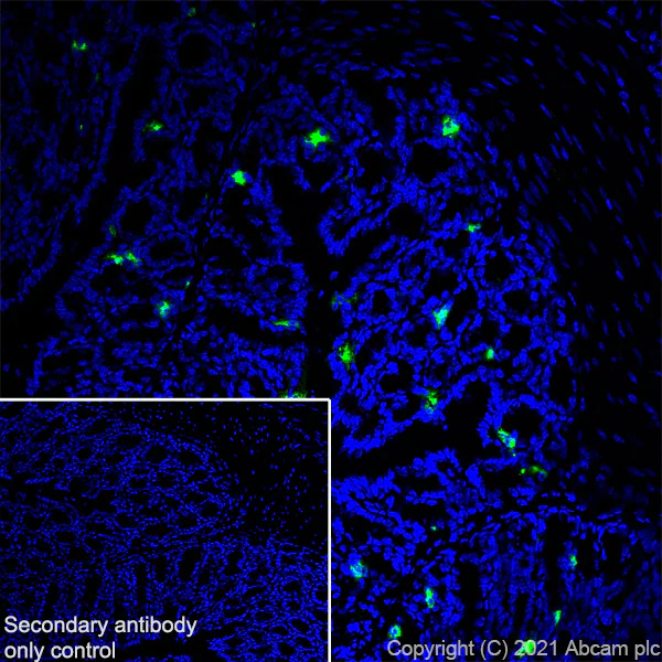 Immunohistochemistry (Frozen sections) - Anti-Chromogranin A antibody [RM1025] (AB283265)