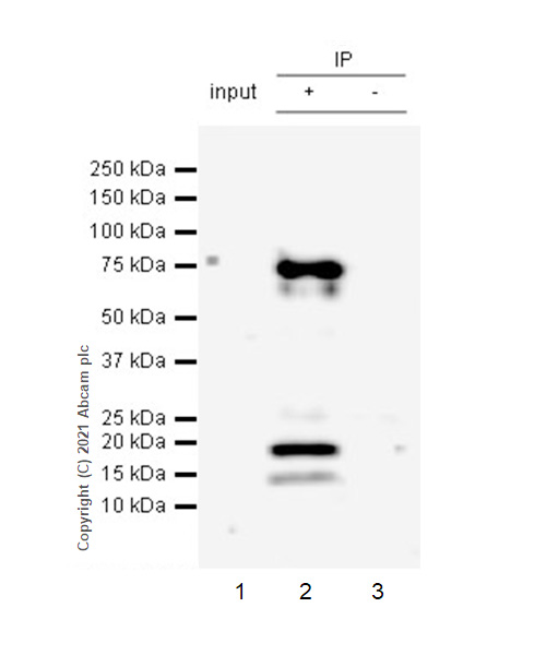 Immunoprecipitation - Anti-Chromogranin A antibody [RM1025] (ab283265), expandable thumbnail