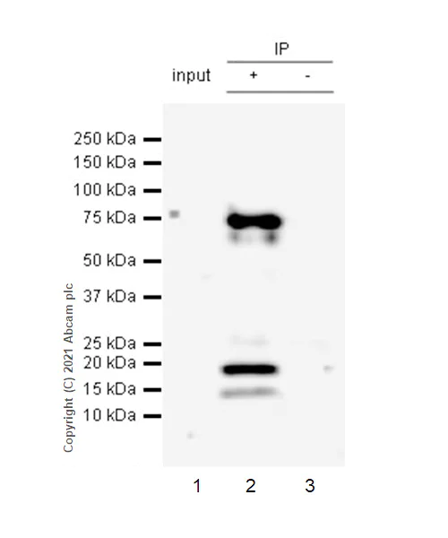 Immunoprecipitation - Anti-Chromogranin A antibody [RM1025] (AB283265)