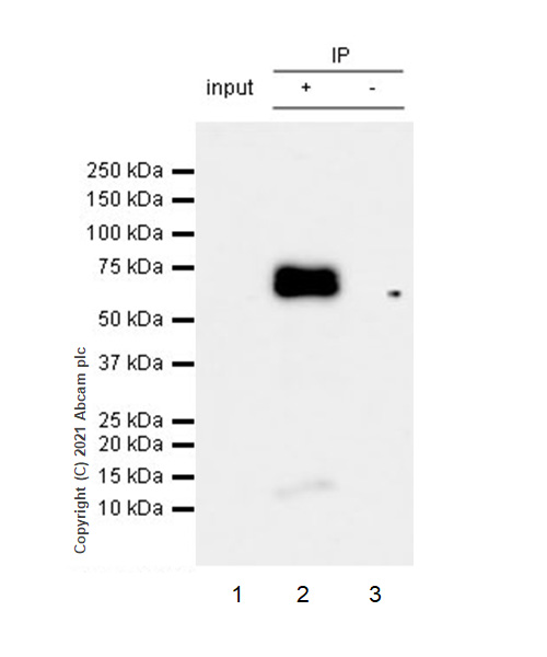 Immunoprecipitation - Anti-Chromogranin A antibody [RM1025] (ab283265), expandable thumbnail