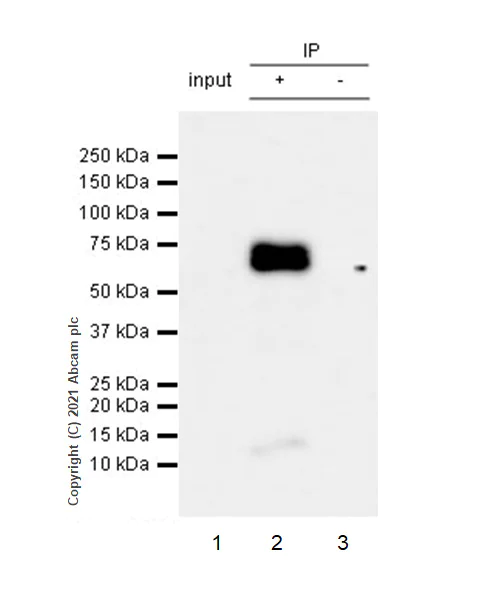 Immunoprecipitation - Anti-Chromogranin A antibody [RM1025] (AB283265)