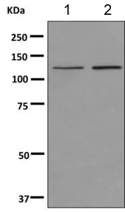 Western blot - Anti-Chromogranin B antibody [EPR9567] (AB151568)