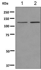 Western blot - Anti-Chromogranin B antibody [EPR9567] - BSA and Azide free (AB249010)