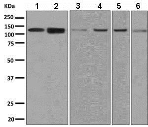 Western blot - Anti-Chromogranin B antibody [EPR9568] - BSA and Azide free (AB248937)