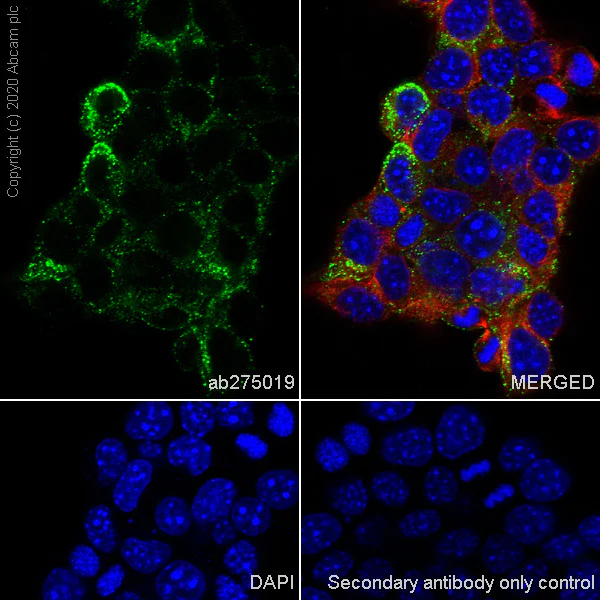 Immunocytochemistry/ Immunofluorescence - Anti-Chromogranin C/SGII antibody [EPR23876-52] (AB275019)