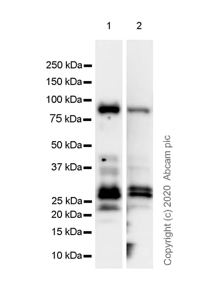 Western blot - Anti-Chromogranin C/SGII antibody [EPR23876-52] (AB275019)