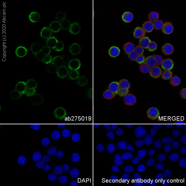 Immunocytochemistry/ Immunofluorescence - Anti-Chromogranin C/SGII antibody [EPR23876-52] - BSA and Azide free (AB275028)