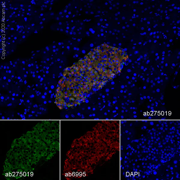 Immunohistochemistry (Frozen sections) - Anti-Chromogranin C/SGII antibody [EPR23876-52] - BSA and Azide free (AB275028)