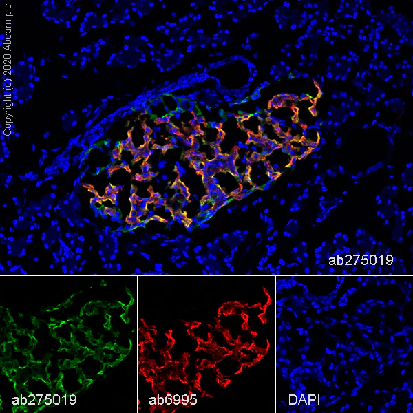 Immunohistochemistry (Frozen sections) - Anti-Chromogranin C/SGII antibody [EPR23876-52] - BSA and Azide free (AB275028)
