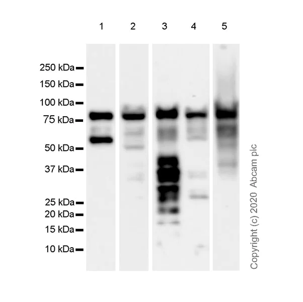 Western blot - Anti-Chromogranin C/SGII antibody [EPR23876-52] - BSA and Azide free (AB275028)