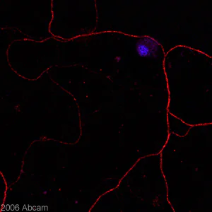 Immunocytochemistry/ Immunofluorescence - Anti-Chromogranin C/SGII antibody [SGII 6B1/3] (AB20245)