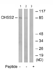 Western blot - Anti-CHSS2 antibody (AB75052), expandable thumbnail