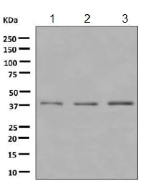 Western blot - Anti-CHST13 antibody [EPR9344] - BSA and Azide free (AB249212)