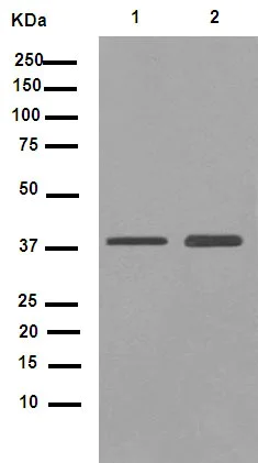 Western blot - Anti-CHST13 antibody [EPR9344] - BSA and Azide free (AB249212)