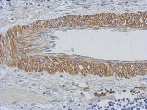 Immunohistochemistry (Formalin/PFA-fixed paraffin-embedded sections) - Anti-CHST15 antibody (AB229223)