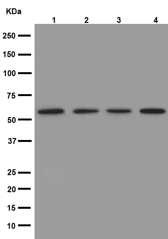 Western blot - Anti-CHST3 antibody [EPR15789] - BSA and Azide free (AB251171)