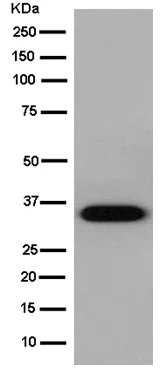 Western blot - Anti-Chymotrypsin antibody [EPR13860] - BSA and Azide free (AB250580)
