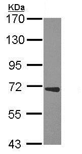 Western blot - Anti-cIAP1 antibody (AB154525), expandable thumbnail