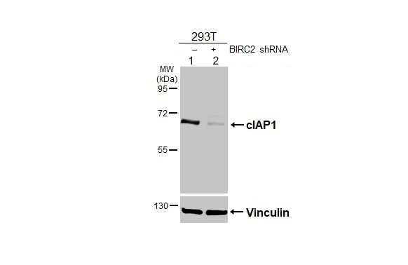 Western blot - Anti-cIAP1 antibody (AB154525)