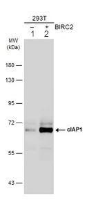 Western blot - Anti-cIAP1 antibody (AB154525)