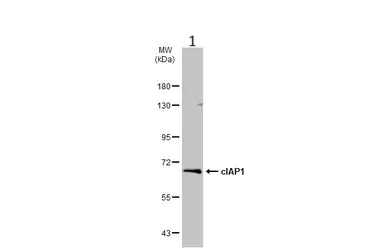 Western blot - Anti-cIAP1 antibody (AB154525)