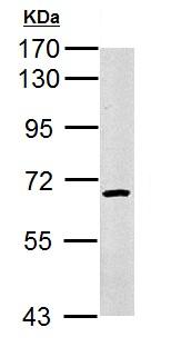 Western blot - Anti-cIAP1 antibody (AB154525), expandable thumbnail