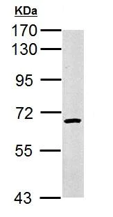 Western blot - Anti-cIAP1 antibody (AB154525)