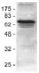Western blot - Anti-cIAP1 antibody (AB2399)