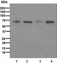 Western blot - Anti-cIAP1 antibody [EPR4673] (AB108361), expandable thumbnail