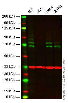 Western blot - Anti-cIAP1 antibody [EPR4673] (AB108361)