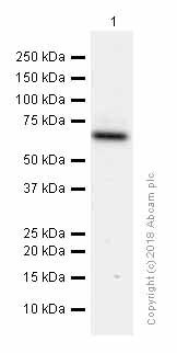 Western blot - Anti-cIAP1 antibody [EPR4673] (AB108361), expandable thumbnail