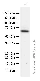 Western blot - Anti-cIAP1 antibody [EPR4673] (AB108361)