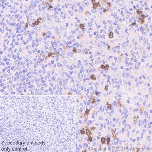 Immunohistochemistry (Formalin/PFA-fixed paraffin-embedded sections) - Anti-cIAP1 antibody [EPR4673] - BSA and Azide free (AB226031)