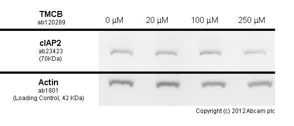 Functional Studies - Anti-cIAP2 antibody (AB23423), expandable thumbnail