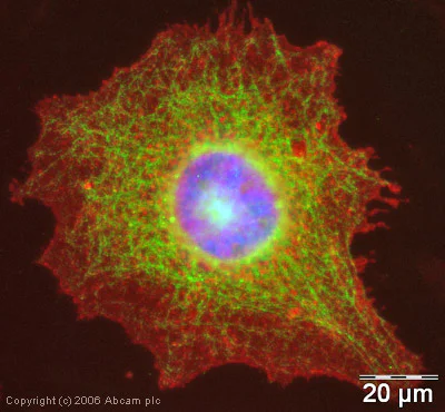 Immunocytochemistry/ Immunofluorescence - Anti-cIAP2 antibody (AB23423)