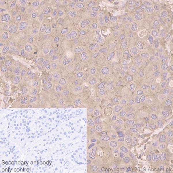 Anti-cIAP2 antibody [E40]