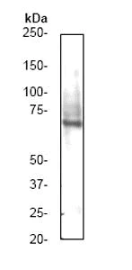 Western blot - Anti-cIAP2 antibody [E40] (AB32059)