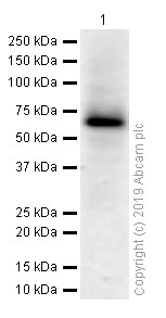 Western blot - Anti-cIAP2 antibody [E40] (AB32059)