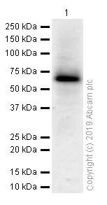 Western blot - Anti-cIAP2 antibody [E40] (AB32059)