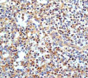 Immunohistochemistry (Formalin/PFA-fixed paraffin-embedded sections) - Anti-cIAP2 antibody [E40] - BSA and Azide free (AB239800)