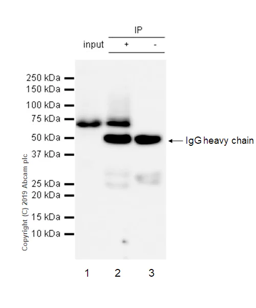 Immunoprecipitation - Anti-cIAP2 antibody [E40] - BSA and Azide free (AB239800)