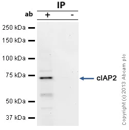 Immunoprecipitation - Anti-cIAP2 antibody [E40] - BSA and Azide free (AB239800)